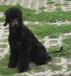 Ramon7Mo 010
